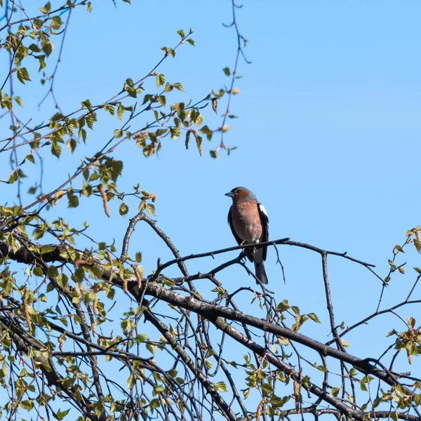 Uccello fringuello maschio, Fringilla Coelebs, in habitat naturale da ea — Foto Stock