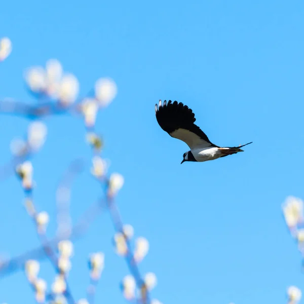 Lapwing flying at springtime against a blue sky — Stockfoto