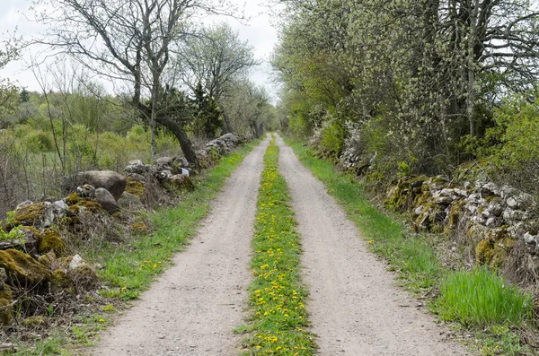 Camino de grava con dientes de león en flor en el campo sueco — Foto de Stock