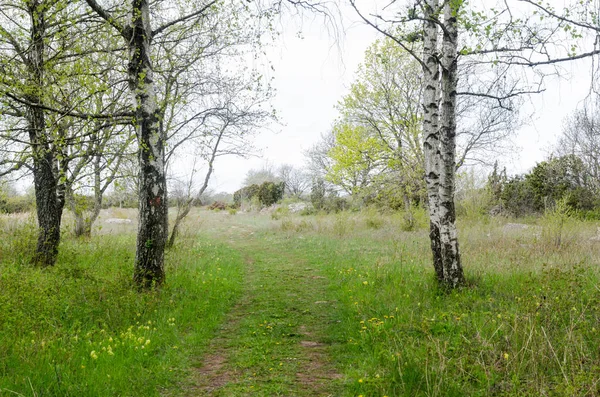 Vue printanière lumineuse avec des bouleaux par un sentier pédestre — Photo