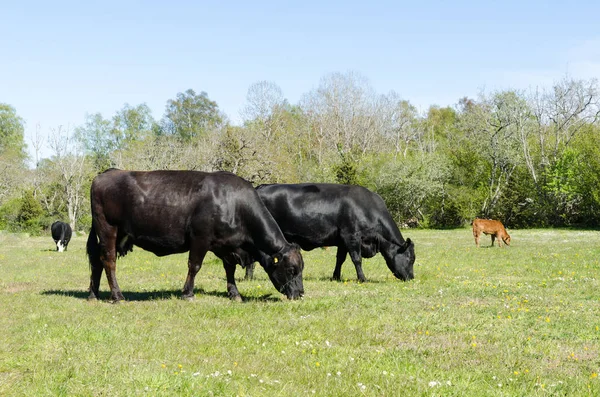 Idilli kilátás legeltetett szarvasmarha egy világos és zöld pasturela — Stock Fotó