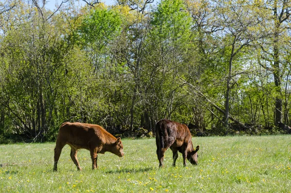 Veaux broutant dans un pâturage vert aux fleurs jaunes — Photo