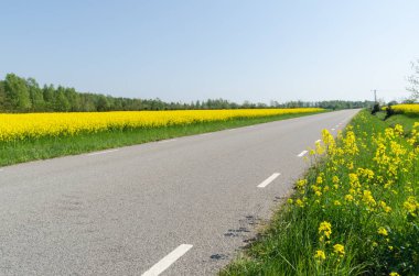 Yol kenarında çiçek tecavüz tohum alanları ile Ülke yol
