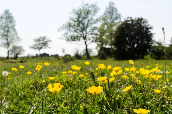 Blossom gula smör koppar närbild i ett grönt landskap — Stockfoto