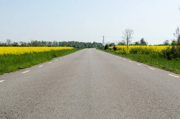 Vista do nível do solo de uma estrada de asfalto com campos de colza por roa — Fotografia de Stock
