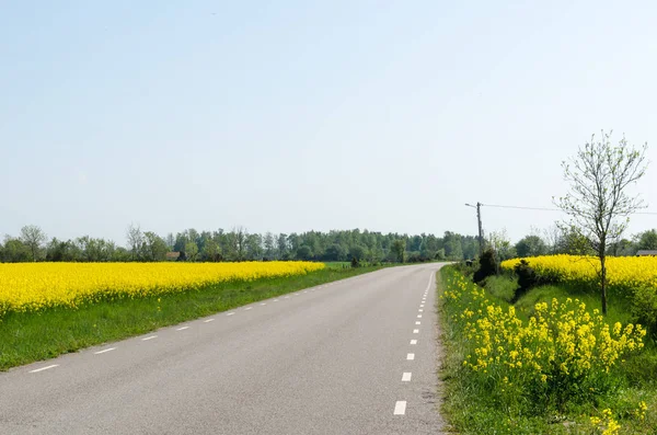 País estrada através de campos de canola flor — Fotografia de Stock
