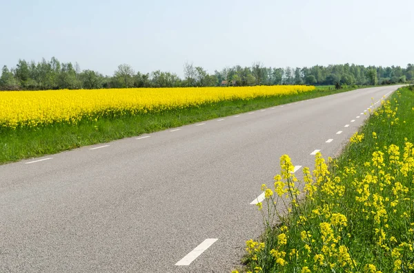 Landsväg omgiven av blomning rapsfrön — Stockfoto