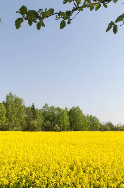 Blühendes Rapsfeld bei wolkenlosem blauem Himmel — Stockfoto