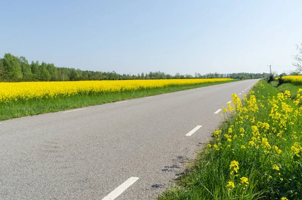 Venkovská silnice s kvetoucí pole ze semen řepky po silnici — Stock fotografie