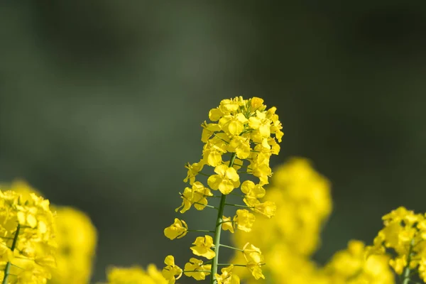 Bloesem koolzaad bloem door een groene achtergrond — Stockfoto