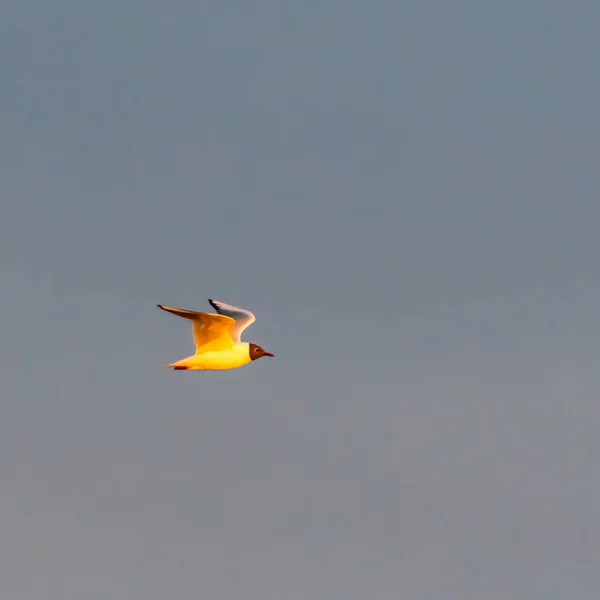 Gaviota de cabeza negra en vuelo contra un cielo despejado —  Fotos de Stock