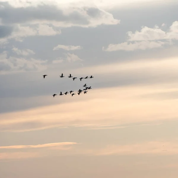 Alacakaranlık zamanında renkli bir gökyüzü tarafından göç su kuşları — Stok fotoğraf