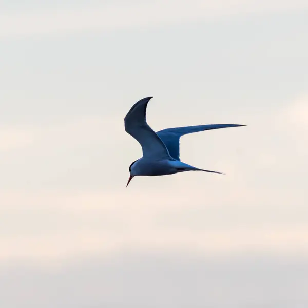 Tern común en vuelo de pesca agraciado por un cielo de color —  Fotos de Stock