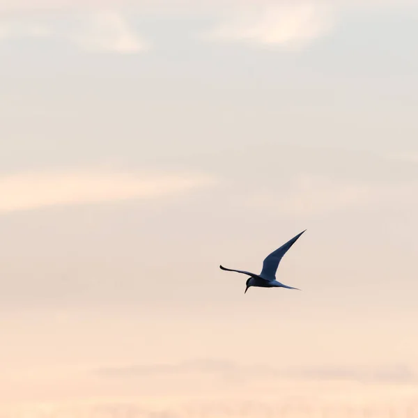 Seeschwalbe im anmutigen Flug durch einen farbigen Himmel — Stockfoto