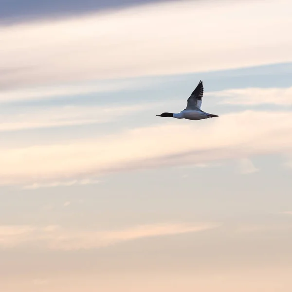 Gemeinsamer Merganser fliegt an einem farbigen Himmel vorbei — Stockfoto
