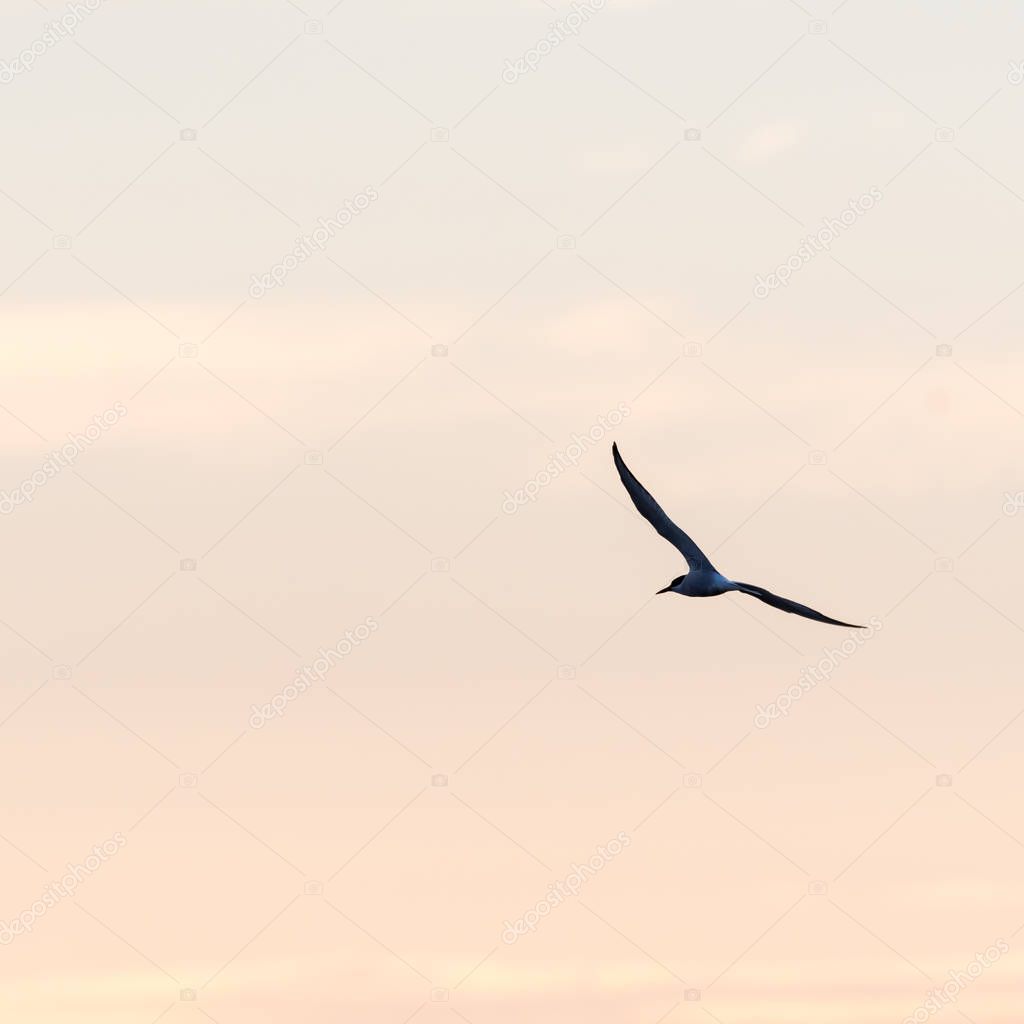 Tern in beautiful flight by a colored sky