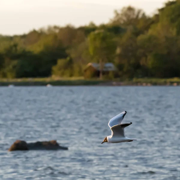Hermosa gaviota de cabeza negra en vuelo sobre el agua —  Fotos de Stock