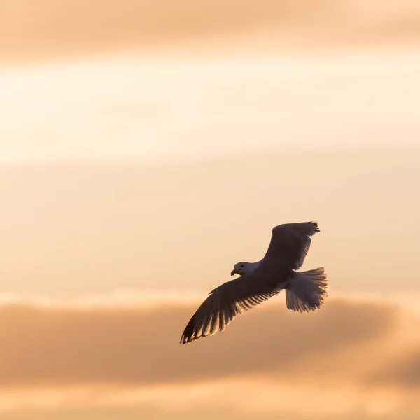 Fliegende Heringsmöwen am farbigen Himmel — Stockfoto