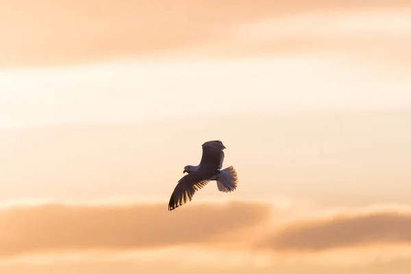 Silbermöwe im Flug mit ausgebreiteten Flügeln — Stockfoto