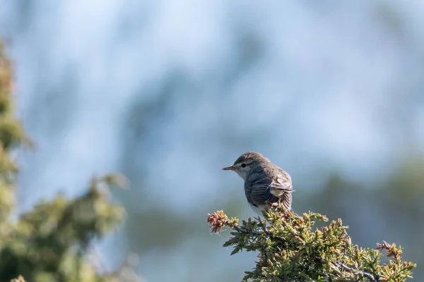 Petit oiseau chanteur, Petit blanchi, sur une brindille de genévrier — Photo