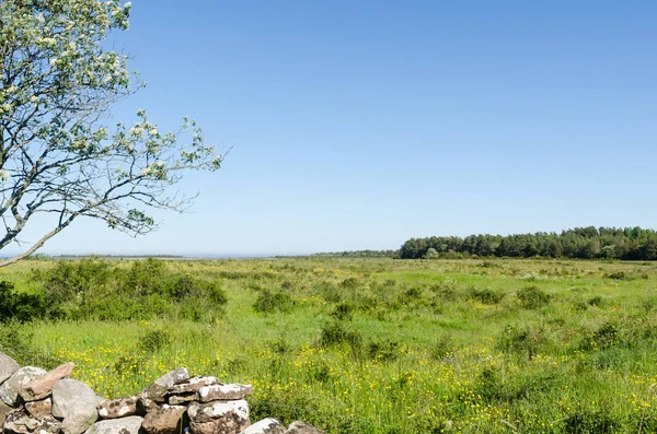 Jasna i zielona użytków zielonych z żółtymi kwiatami wiosną — Zdjęcie stockowe