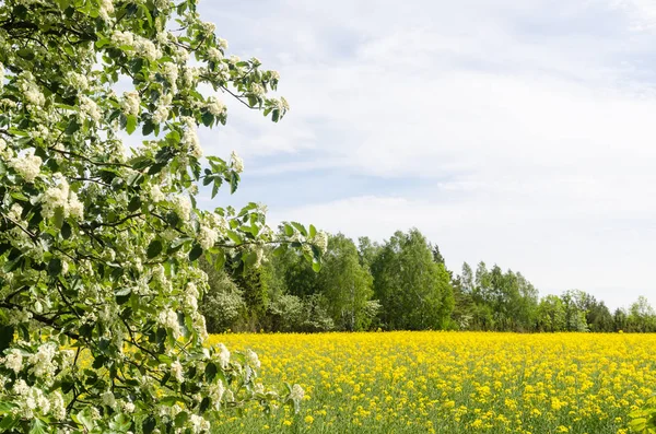 Blühendes Rapsfeld mit grünen und weißen Zweigen — Stockfoto