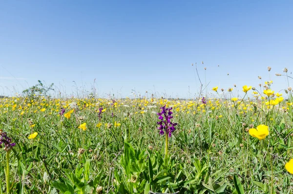 Immagine a livello del suolo di un campo fiorito con fiori in crescita selvatica — Foto Stock