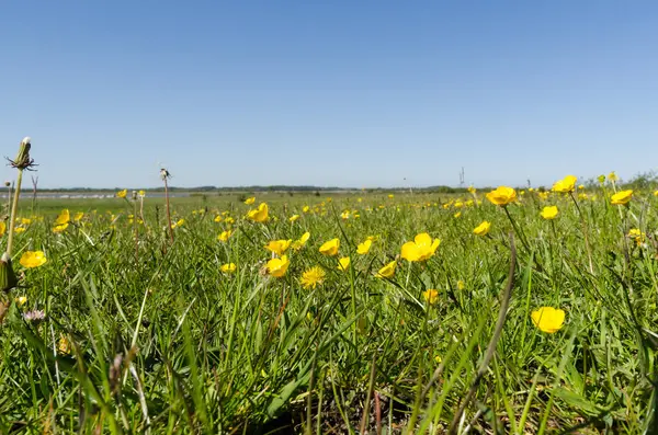 Campo con hermoso amarillo Buttercups primer plano en primavera — Foto de Stock
