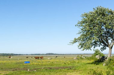 Bahar mevsiminde güzel bir sahil de sığır otlatma