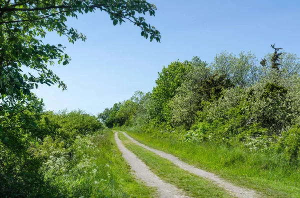 Estrada de terra sinuosa através de um prado verde colorido por mares de primavera — Fotografia de Stock