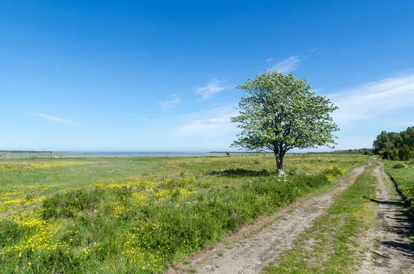 Lone tree by a dirt road in a beautiful coastland by springtime — Stock Photo, Image