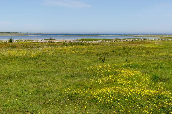 Mooi wijd open grasland met gele bloemen aan de kust o — Stockfoto