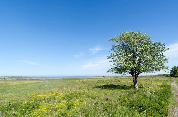 Osamělý strom v nádherné zelené a zářivé pobřežní zemi od springtim — Stock fotografie