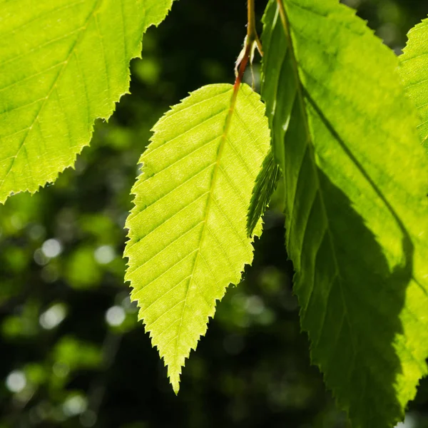 Bright green leaves growing in a hornbeam tree — Stock Photo, Image