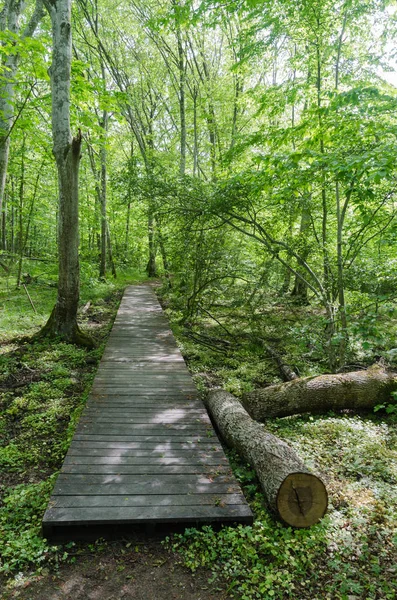 Wooden footpath in a deciduous forest with fresh green leaves — Stock Photo, Image