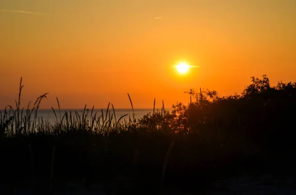 Vegetazione di fronte a un bellissimo tramonto sulla spiaggia — Foto Stock