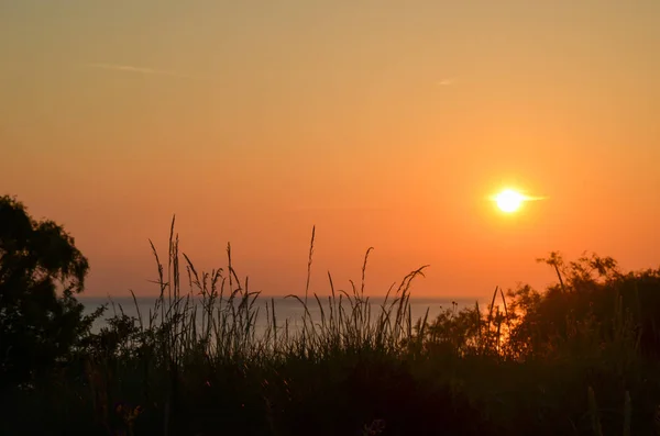 Erba cannucce al tramonto sulla costa — Foto Stock