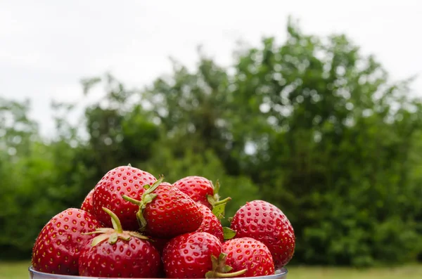 Fresas frescas en un tazón al aire libre —  Fotos de Stock