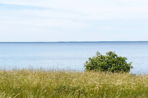 花咲く野生のバラの低木と穏やかな青い水による夏の景色 — ストック写真