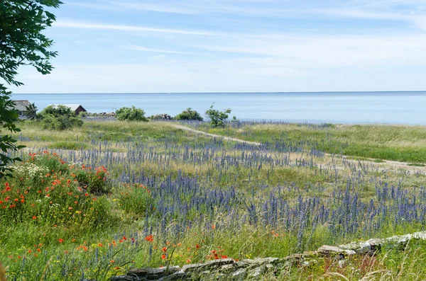 Vista estiva costiera con fiori rossi e blu — Foto Stock