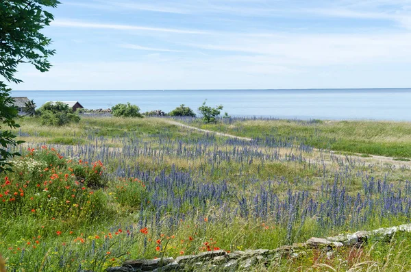 Vue côtière d'été avec des fleurs rouges et bleues — Photo