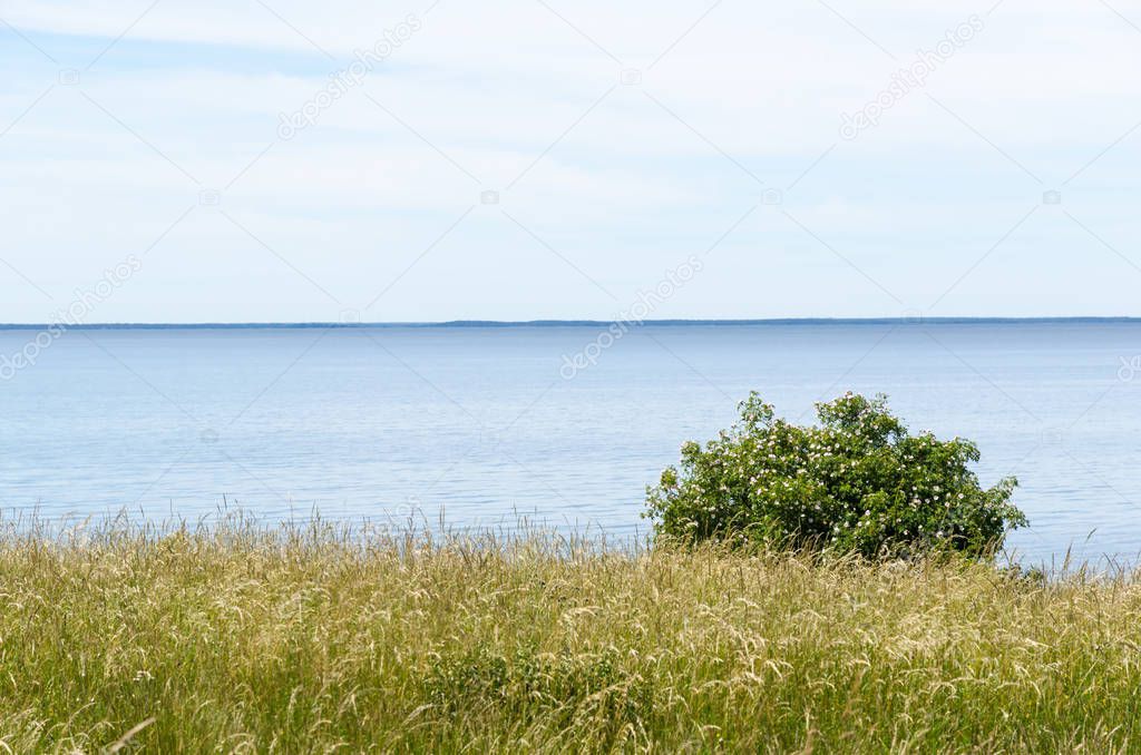 Summer view by calm blue water with a blossom wild rose shrub