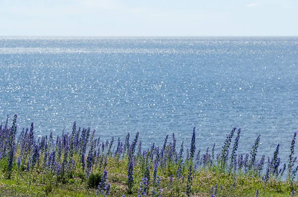 Coastline with blue flowers and water reflections — Stock Photo, Image