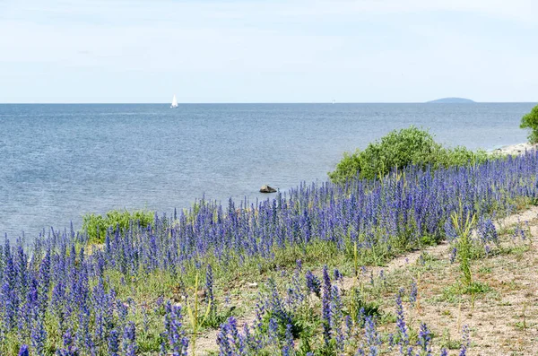 Niebieskie kwiaty na wybrzeżu Morza Bałtyckiego w Szwecji — Zdjęcie stockowe