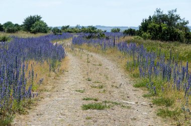 Eski bir çakıl yolda yol kenarında blueweed çiçeği