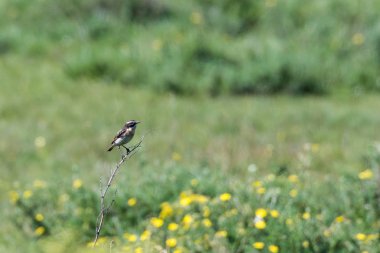 Erkek Winchat, Saxicola rubera, yeşil bir na ile bir dal üzerinde oturan