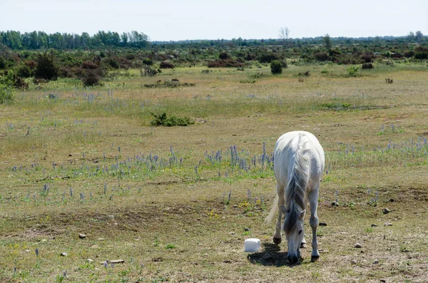 Pâturage de chevaux blancs dans le paysage agricole du patrimoine mondial — Photo