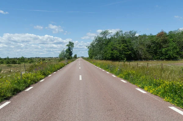 Country road surrounded with blossom road sides — Stock Photo, Image