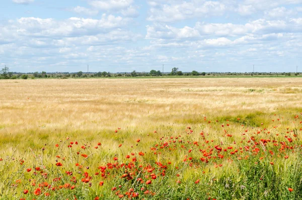 Amapolas de flor roja en un campo de agricultores en el Patrimonio de la Humanidad Ag — Foto de Stock