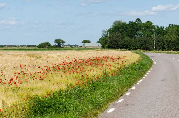 Röda vallmo i ett fält av en slingrande väg i världsarvet — Stockfoto